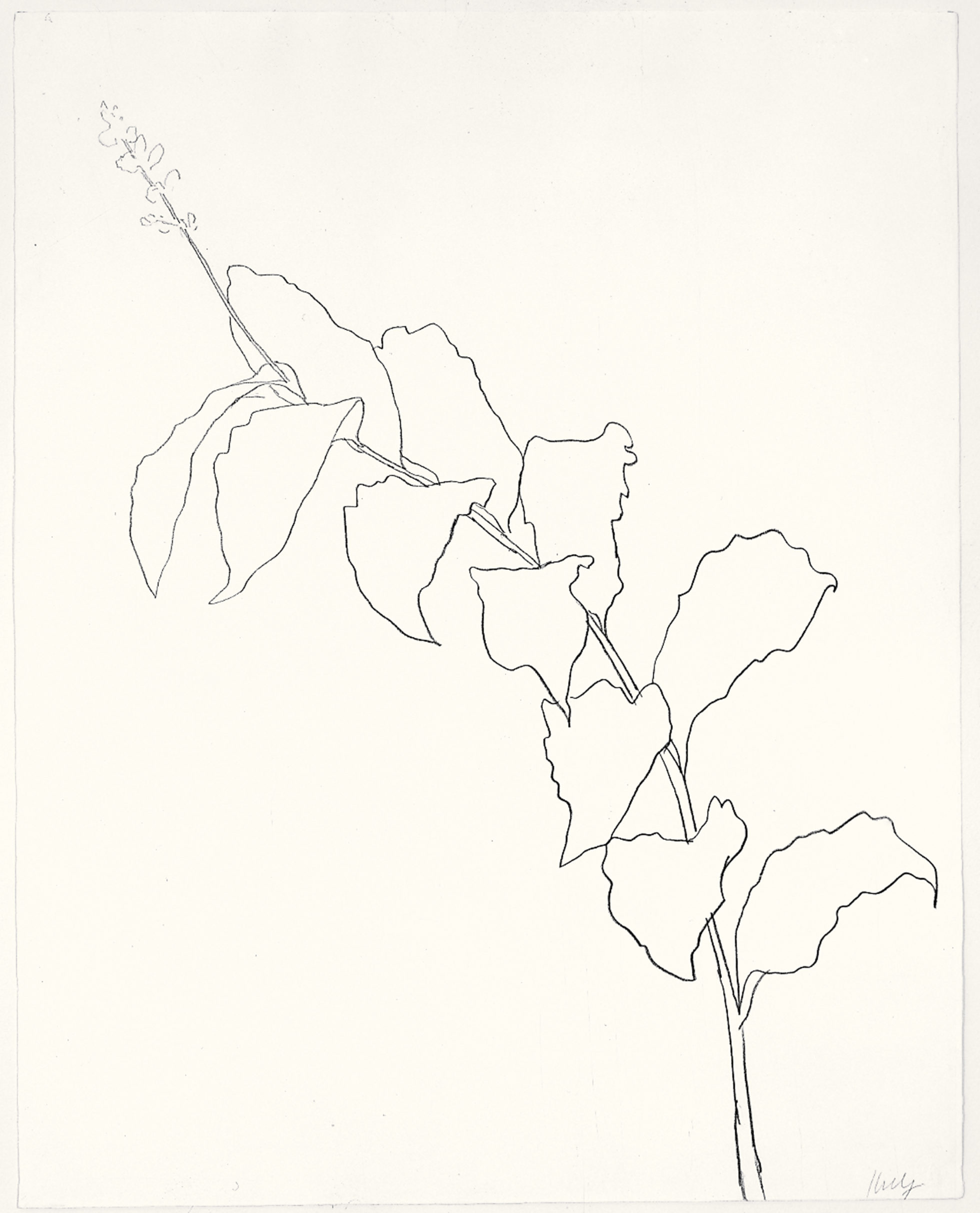 Plant Drawings - Ellsworth Kelly 【公式通販】